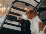 Thule Allax: safety and comfort redefined for pet travel