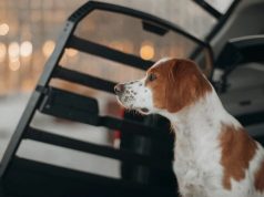 Thule Allax: safety and comfort redefined for pet travel