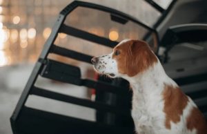 Thule Allax: safety and comfort redefined for pet travel