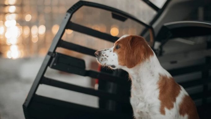 Thule Allax: safety and comfort redefined for pet travel